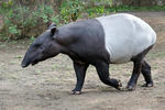 Tapír čabrakový (Tapirus indicus)
