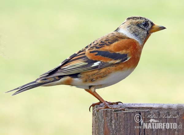 Pinka severská (Fringilla montifringilla)