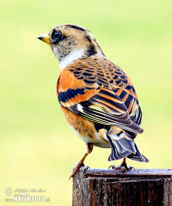 Pinka severská (Fringilla montifringilla)