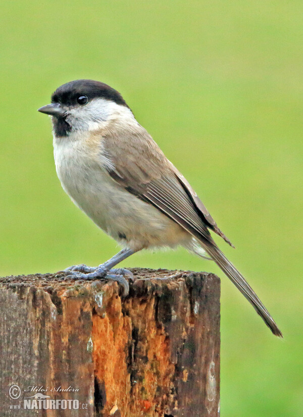 Sýkorka lesklohlavá (Parus palustris)