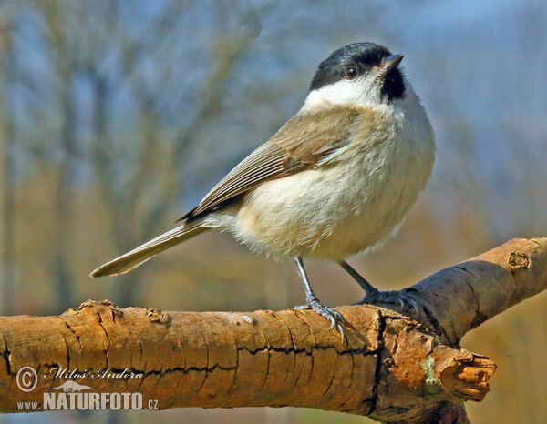 Sýkorka lesklohlavá (Parus palustris)