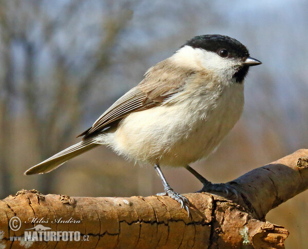 Sýkorka lesklohlavá (Parus palustris)