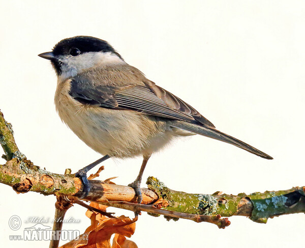 Sýkorka lesklohlavá (Parus palustris)