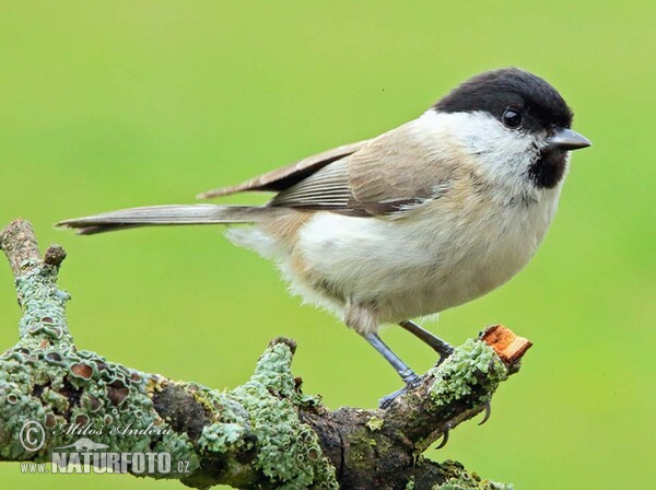 Sýkorka lesklohlavá (Parus palustris)