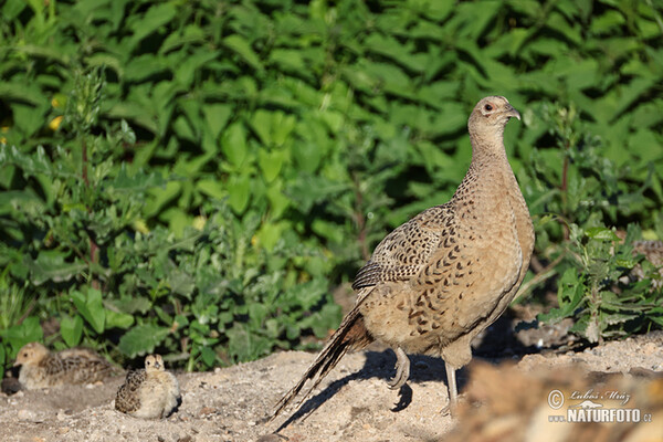 Bažant obecný (Phasianus colchicus)