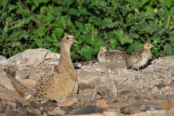 Bažant obyčajny (Phasianus colchicus)