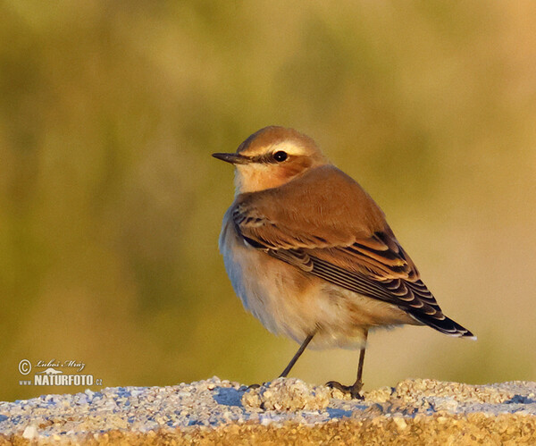 Bělořit plavý (Oenanthe isabellina)