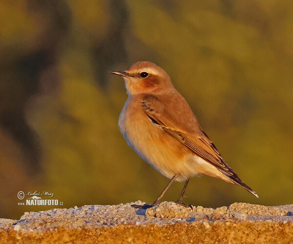 Bělořit plavý (Oenanthe isabellina)