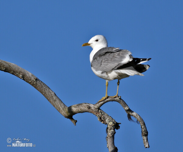 čajka sivá (Larus canus)