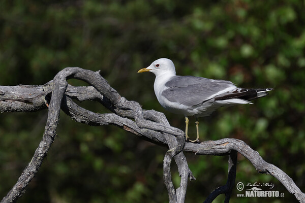 čajka sivá (Larus canus)