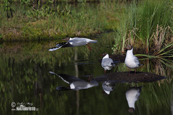 Čajka smejivá (Chroicocephalus ridibundus)