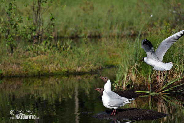 Čajka smejivá (Chroicocephalus ridibundus)