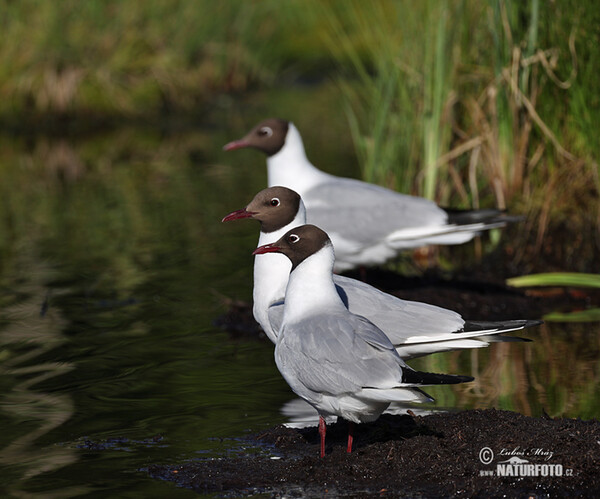 Čajka smejivá (Chroicocephalus ridibundus)