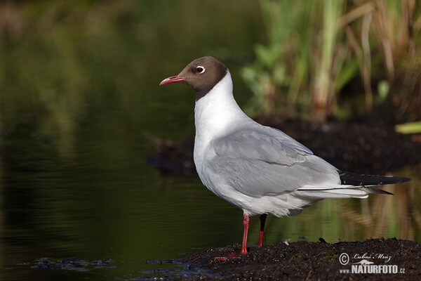 Čajka smejivá (Chroicocephalus ridibundus)