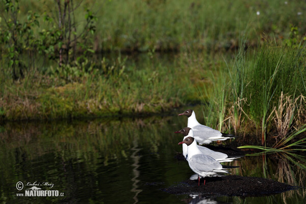 Čajka smejivá (Chroicocephalus ridibundus)