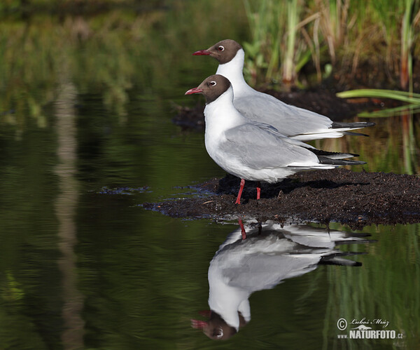 Čajka smejivá (Chroicocephalus ridibundus)