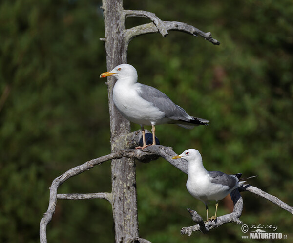 Čajka striebristá (Larus argentatus)