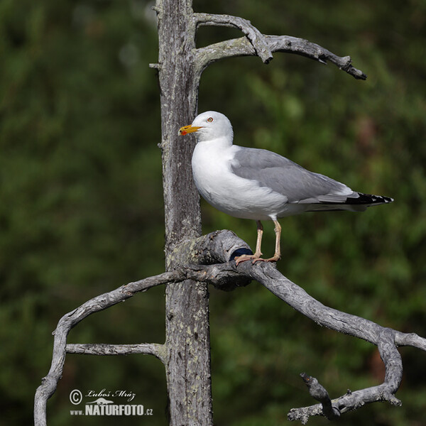 Čajka striebristá (Larus argentatus)