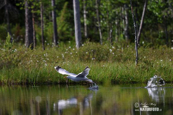 Čajka striebristá (Larus argentatus)