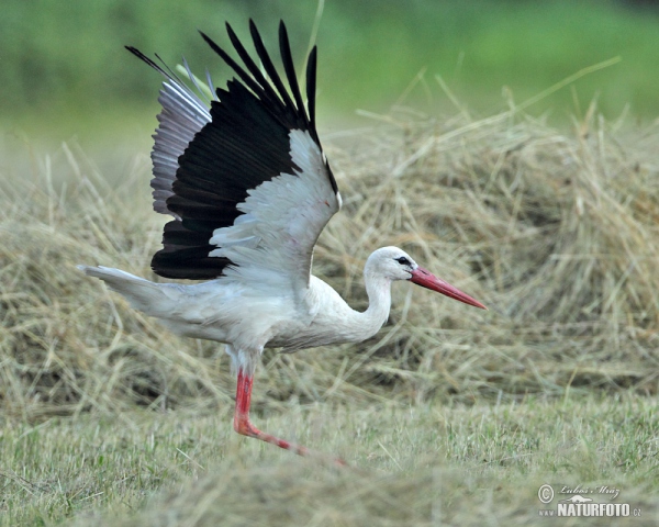 Čáp bílý (Ciconia ciconia)