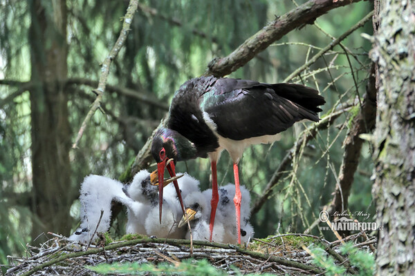 Čáp černý (Ciconia nigra)