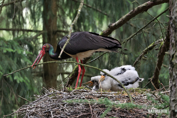 Čáp černý (Ciconia nigra)