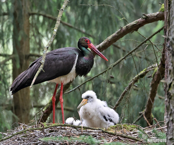 Čáp černý (Ciconia nigra)