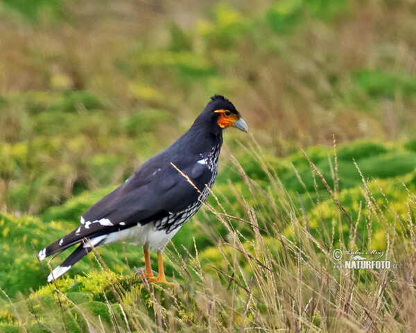 Čimango andský (Phalcoboenus carunculatus)