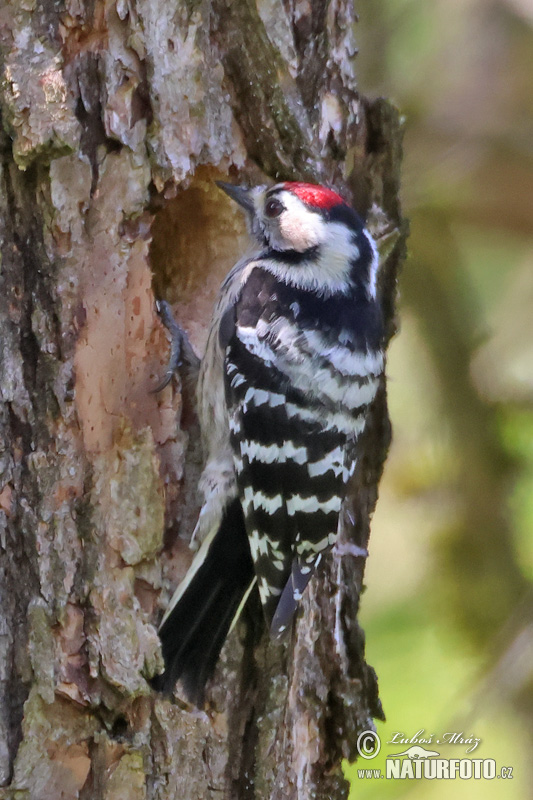 Ďateľ malý (Dendrocopos minor)