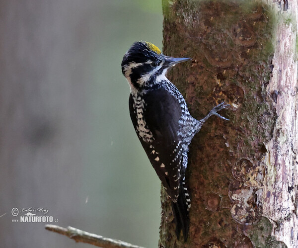 Ďateľ trojprstý, Ďubník trojprstý (Picoides tridactylus)