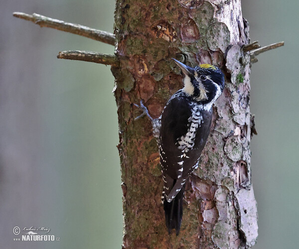 Ďateľ trojprstý, Ďubník trojprstý (Picoides tridactylus)