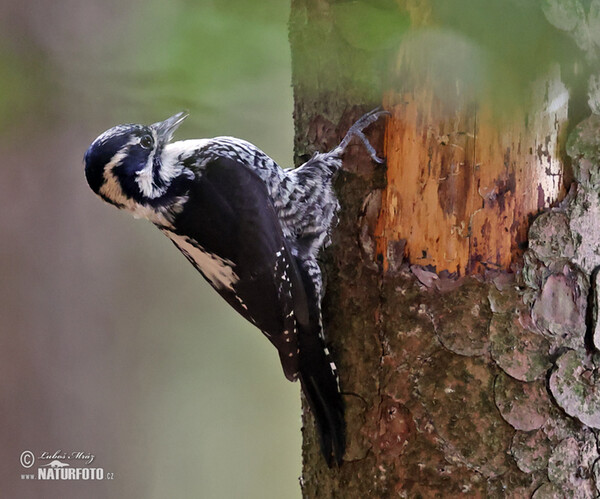 Ďateľ trojprstý, Ďubník trojprstý (Picoides tridactylus)