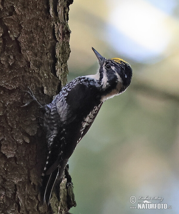 Ďateľ trojprstý, Ďubník trojprstý (Picoides tridactylus)