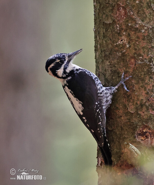 Ďateľ trojprstý, Ďubník trojprstý (Picoides tridactylus)