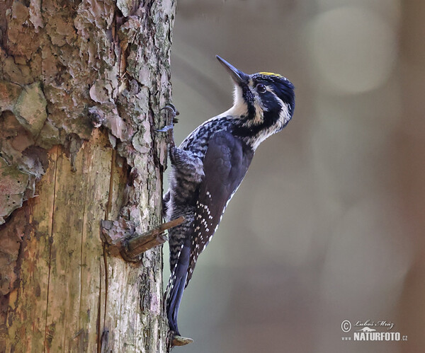 Ďateľ trojprstý, Ďubník trojprstý (Picoides tridactylus)