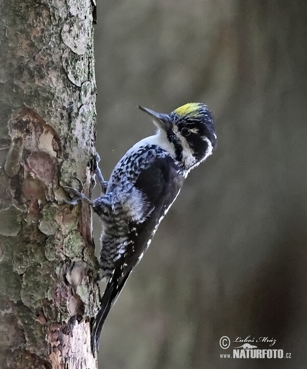 Ďateľ trojprstý, Ďubník trojprstý (Picoides tridactylus)