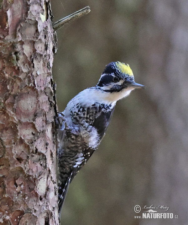 Ďateľ trojprstý, Ďubník trojprstý (Picoides tridactylus)