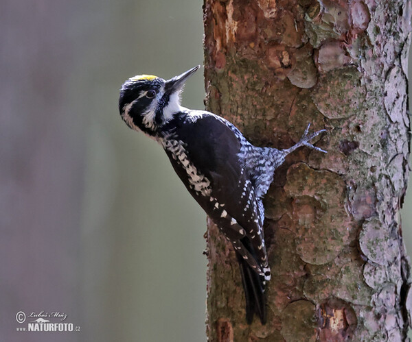 Ďateľ trojprstý, Ďubník trojprstý (Picoides tridactylus)