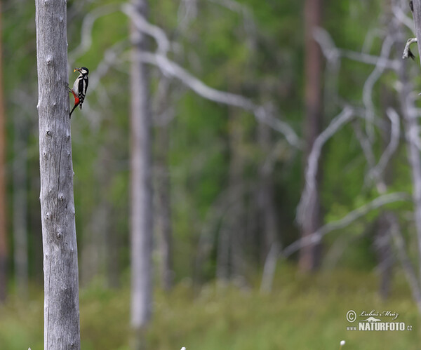 Ďateľ veľký (Dendrocopos major)