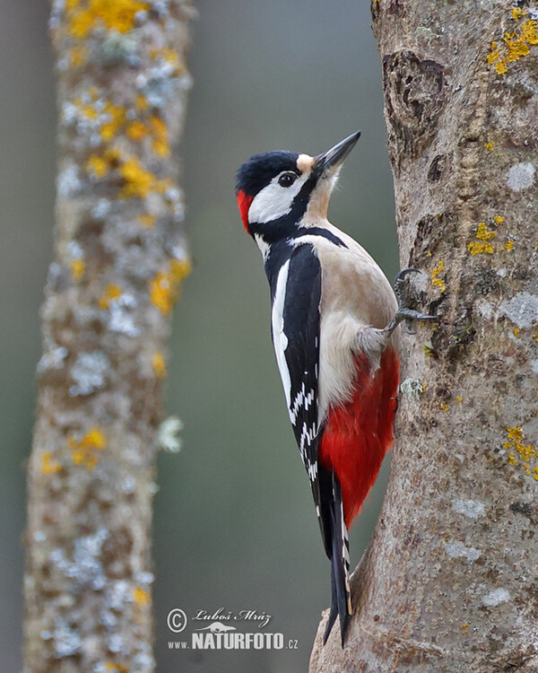 Ďateľ veľký (Dendrocopos major)