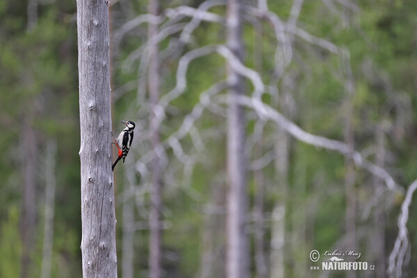 Ďateľ veľký (Dendrocopos major)