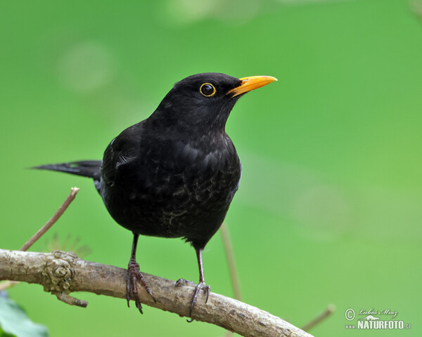 Drozd čierny (Turdus merula)