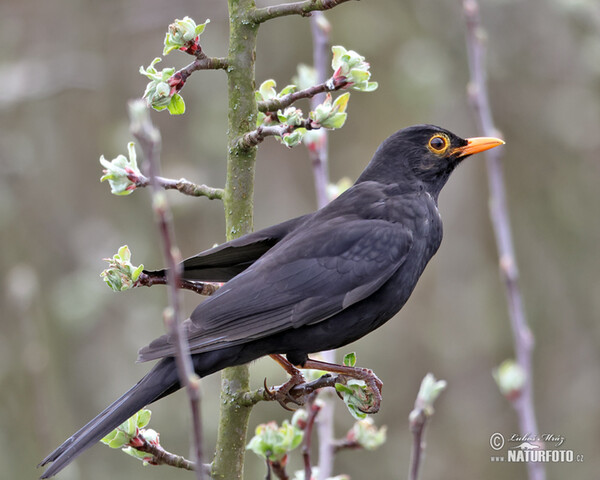 Drozd čierny (Turdus merula)