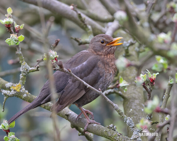 Drozd čierny (Turdus merula)