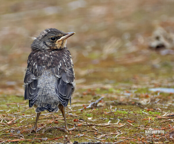 Drozd čvíkotavý (Turdus pilaris)