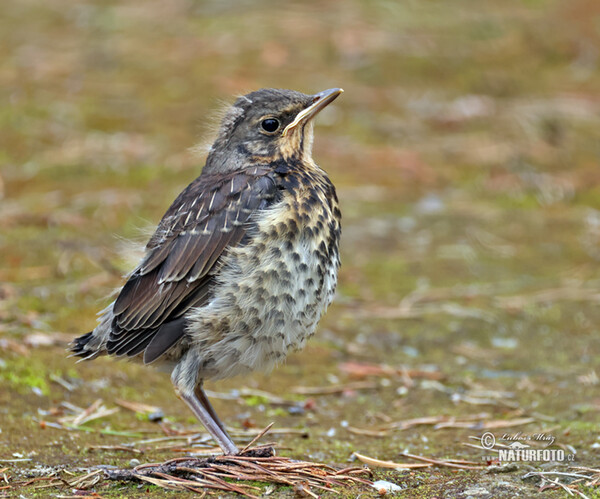 Drozd čvíkotavý (Turdus pilaris)