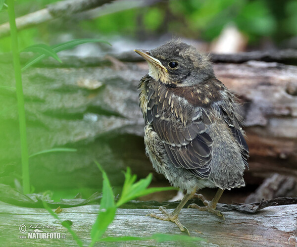 Drozd kvíčala (Turdus pilaris)