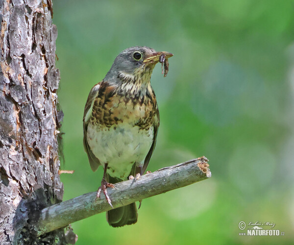 Drozd kvíčala (Turdus pilaris)