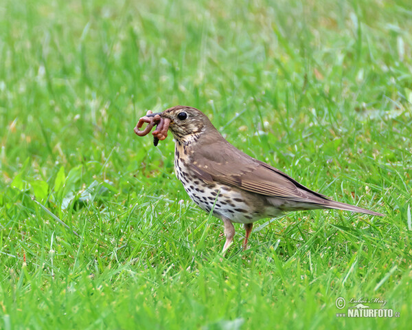 Drozd plavý (Turdus philomelos)