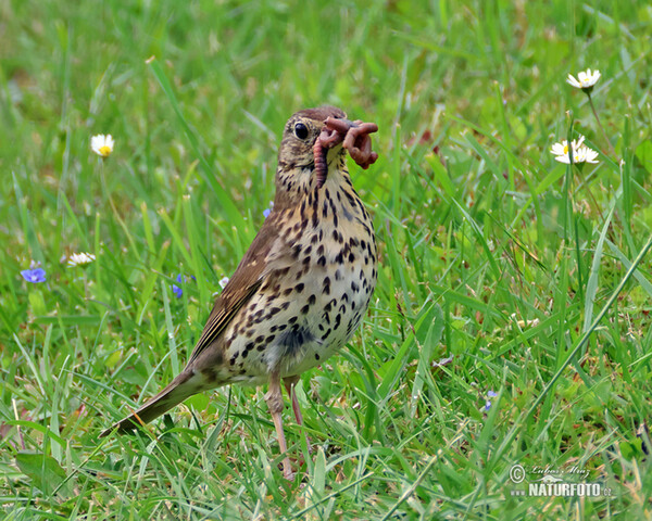 Drozd plavý (Turdus philomelos)